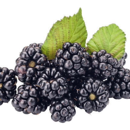 Blackberry