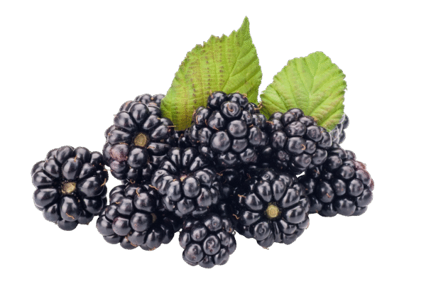 Blackberry