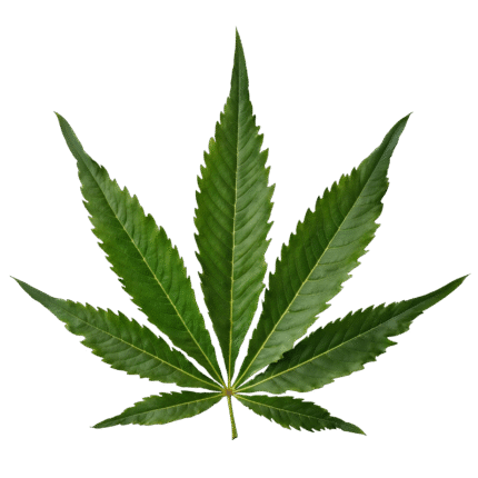 Medicinal Cannabis