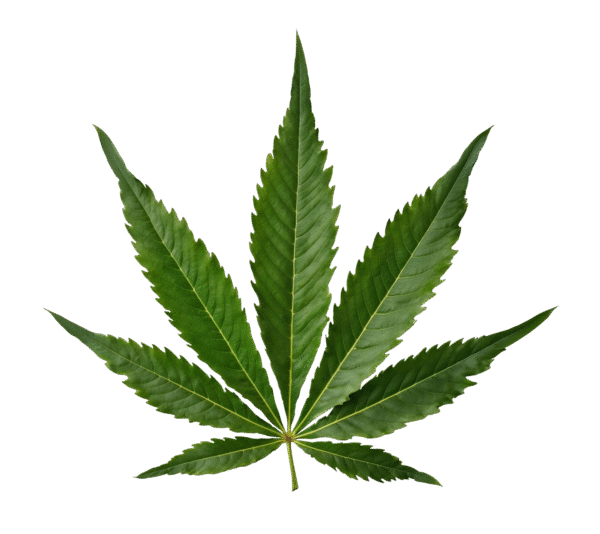 Medicinal Cannabis